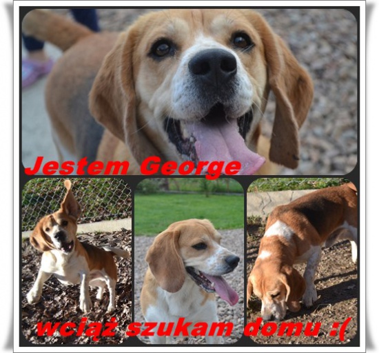 GEORGE szuka odpowiedniego domu