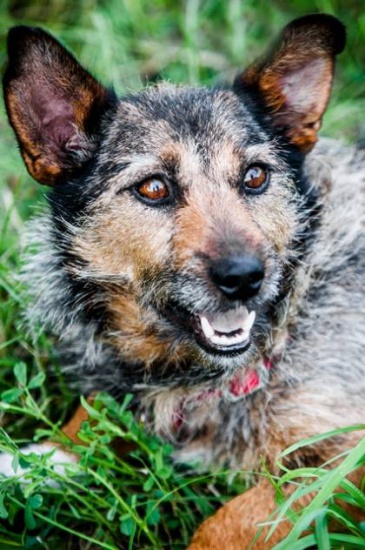Toto pies z bajki - 6,5 kg mikrus.
